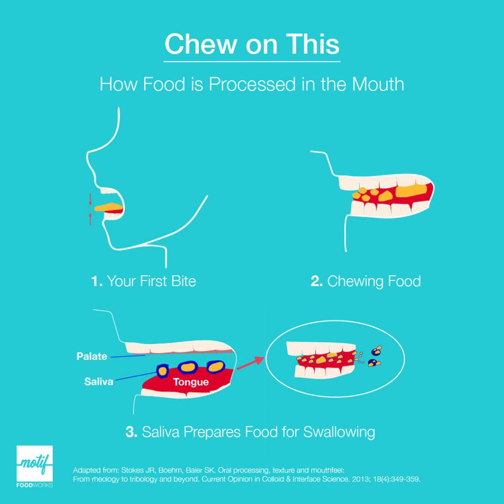 Diagram of how food is processed in the mouth, from first bite through chewing